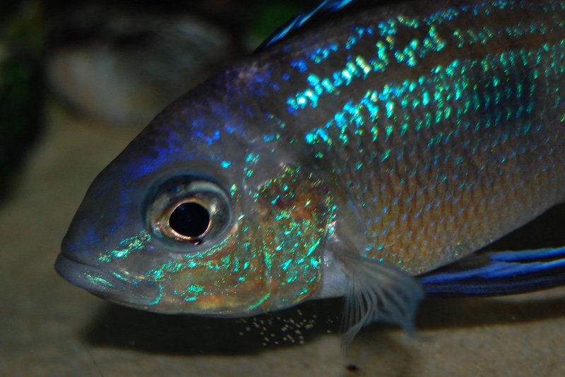 Cyathopharynx sp. 'furcifer north' Resha